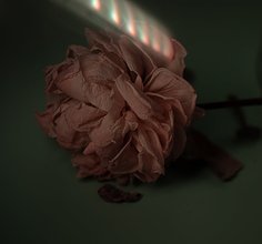 枯萎的花 設(shè)計(jì)案例賞析與免費(fèi)商用資源指南